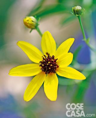 Esemplare di Coreopsis tripteris Esemplare di Coreopsis tripteris