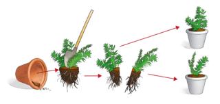 divisione cespo aster divisione cespo aster