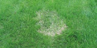 filo rosso su prato filo rosso su prato