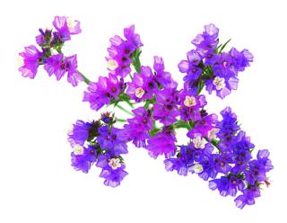 limonium limonium