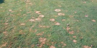 marciume circolare su prato marciume circolare su prato