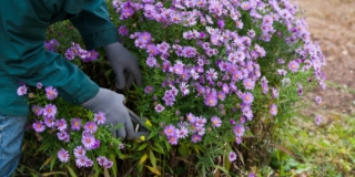Come moltiplicare gli aster: le tecniche consigliate