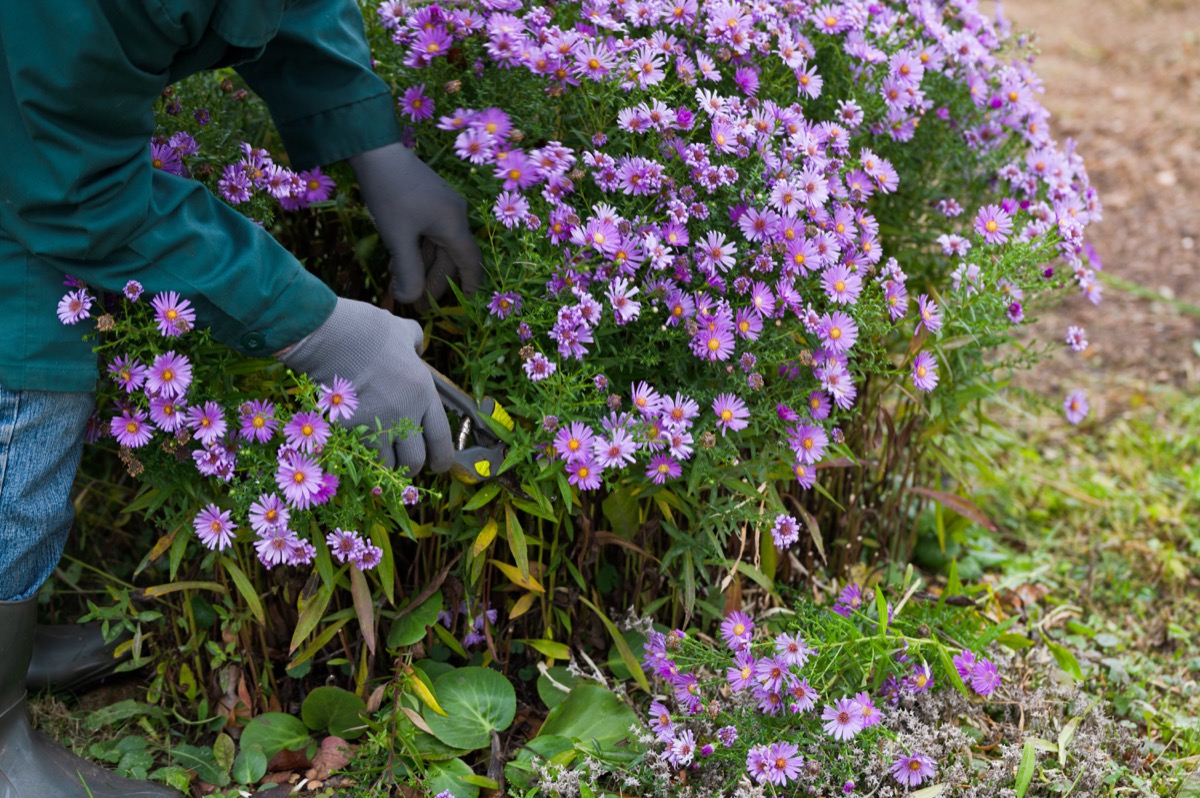 Come moltiplicare gli aster: le tecniche consigliate