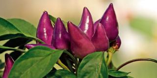 Peperoncino ornamentale – Capsicum annuum ‘Arlecchino’