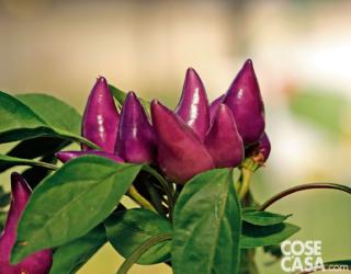 Peperoncino viola, varietà "Arlecchino". Peperoncino viola, varietà "Arlecchino".