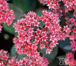 Sedum telephium varietà Josè Aubergine. Sedum telephium varietà Josè Aubergine.