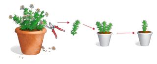 talea semilegnosa aster talea semilegnosa aster