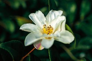 Camellia x vernalis Camellia x vernalis