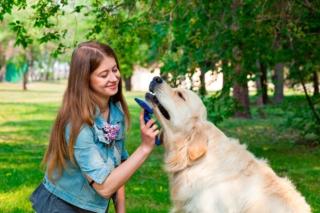 Formevet Cane che viene spazzolato grande Formevet Cane che viene spazzolato grande