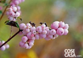 Symphoricarpos-x-doorenbosii-Magical-Sweet-Kolmaswet Symphoricarpos-x-doorenbosii-Magical-Sweet-Kolmaswet