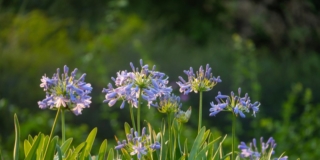 seminare e coltivare l'agapanthus