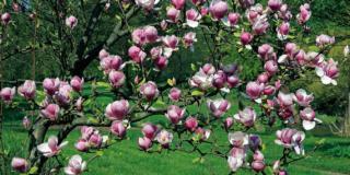 Un’aiuola con magnolia e ortensie al centro del giardino