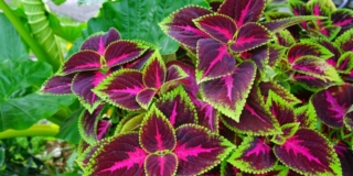 coleus riproduzione