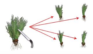 dividere pianta di gaura dividere pianta di gaura