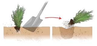 estrarre il cespo di gaura estrarre il cespo di gaura