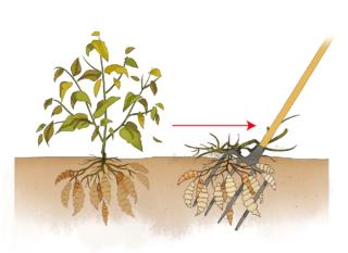 estrarre pianta carciofo cinese estrarre pianta carciofo cinese