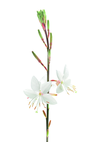 gaura bianca gaura bianca