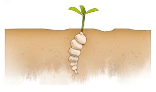 nuova pianta carciofo cinese nuova pianta carciofo cinese