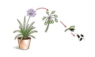 raccolta semi agapanthus