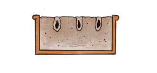 semi di agapanthus in vaso