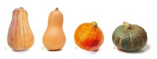 varieta zucche varieta zucche