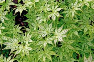 Acer-Shigitatsu-Sawa Acer-Shigitatsu-Sawa