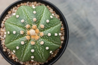 Astrophytum Asterias Cactus Astrophytum Asterias Cactus