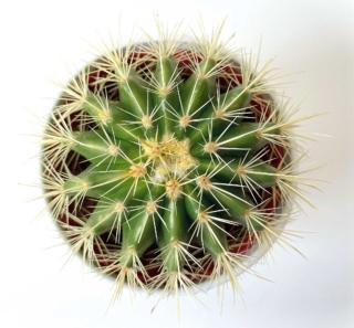 Cactus della varietà Echinocactus grusonii, comunemente detto grusone. Cactus della varietà Echinocactus grusonii, comunemente detto grusone.