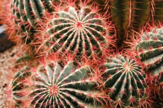 Ferocactus Ferocactus