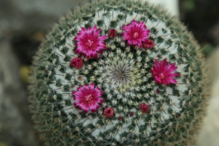 Cactus mamillaria Cactus mamillaria