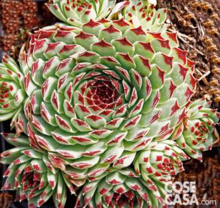 Sempervivum calcareum, varietà "Extra". Sempervivum calcareum, varietà "Extra".