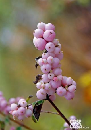 Symphoricarpos x doorenbosii-Magical-Sweet
