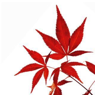 Acer Palmatum Acer Palmatum