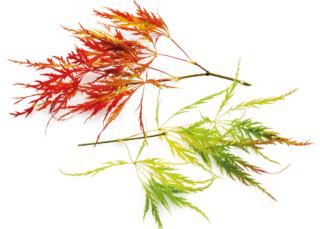 Acer Palmatum Dissectum Viridis Acer Palmatum Dissectum Viridis