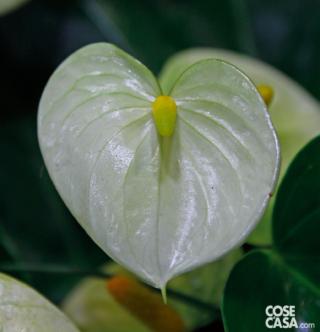 Anthurium andreanum varietà Vanilla.