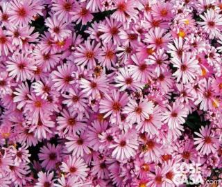 I settembrini formano densi cuscini erbacei formati da fusti sottili ed eretti.