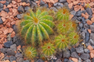 Oroya Cactus Oroya Cactus