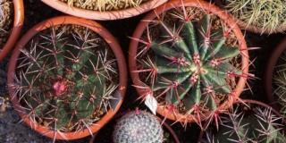 cactus sferici