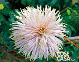 Crisantemo varietà "Anastasia Star Pink". Crisantemo varietà "Anastasia Star Pink".