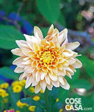 Crisantemo varietà "Baltica Salmon". Crisantemo varietà "Baltica Salmon".