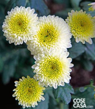 crisantemo feeling white crisantemo feeling white