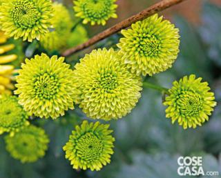 Crisantemo varietà "Froggy". Crisantemo varietà "Froggy".