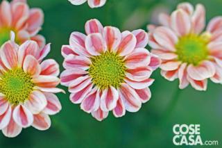 Crisantemo varietà "Kim Salmon". Crisantemo varietà "Kim Salmon".