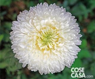 Crisantemo magnum. Crisantemo magnum.
