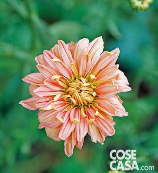 Crisantemo varietà "Oefa Salmon". Crisantemo varietà "Oefa Salmon".