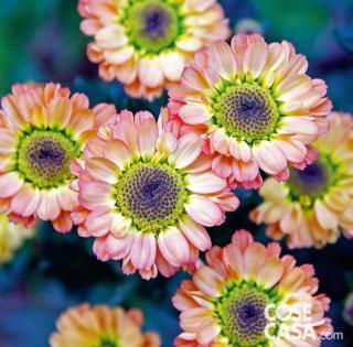 Crisantemo varietà "Pico Libero". Crisantemo varietà "Pico Libero".