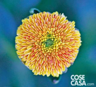 Crisantemo varietà "Pico Mundo Orange". Crisantemo varietà "Pico Mundo Orange".