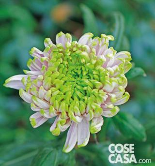 Crisantemo varietà "Rossano Charlotte". Crisantemo varietà "Rossano Charlotte".