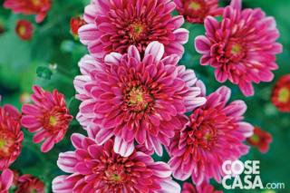 Crisantemo varietà "Sultan Cerise". Crisantemo varietà "Sultan Cerise".