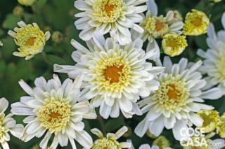 Crisantemo varietà "Yahoo Coco". Crisantemo varietà "Yahoo Coco".